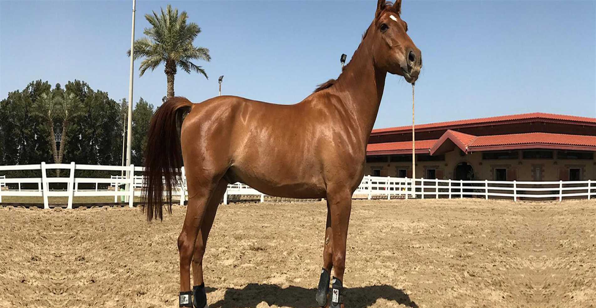 to Kuwait Riding Center Home